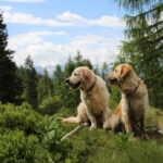 Cooper / Pearl